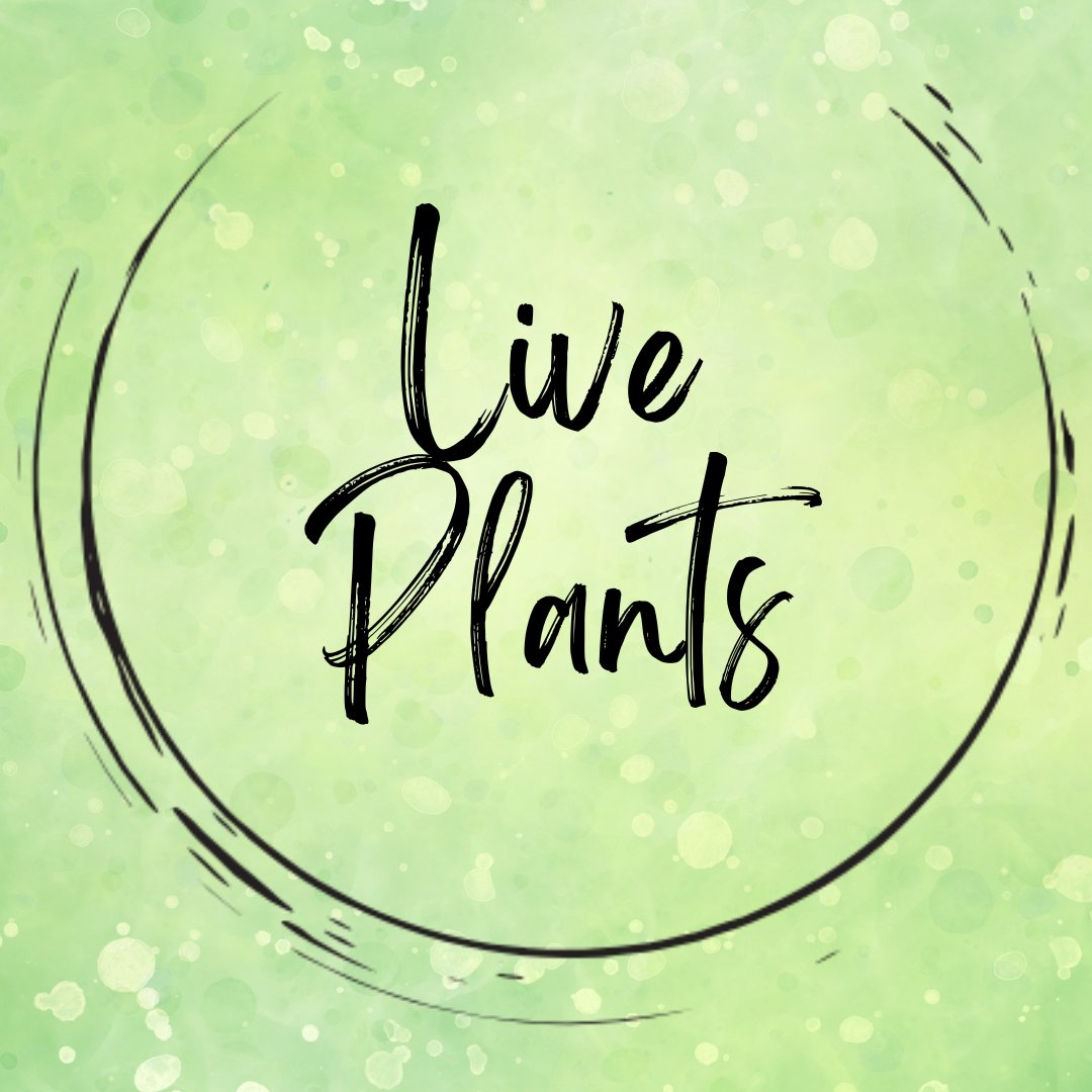 Plants Aurorea Plant Shop Calgary Pots, Media and more! Page 2