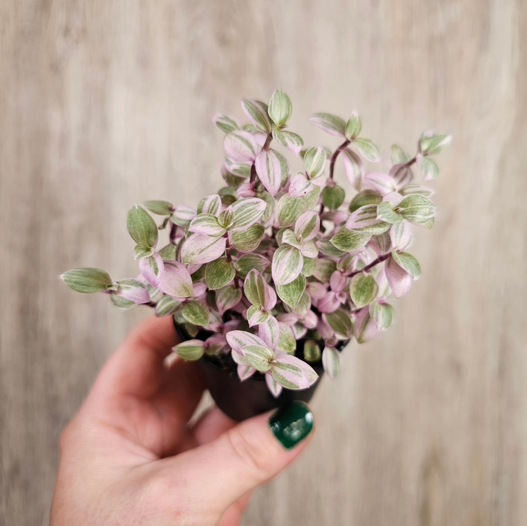 2" Callisia Repens Pink Lady