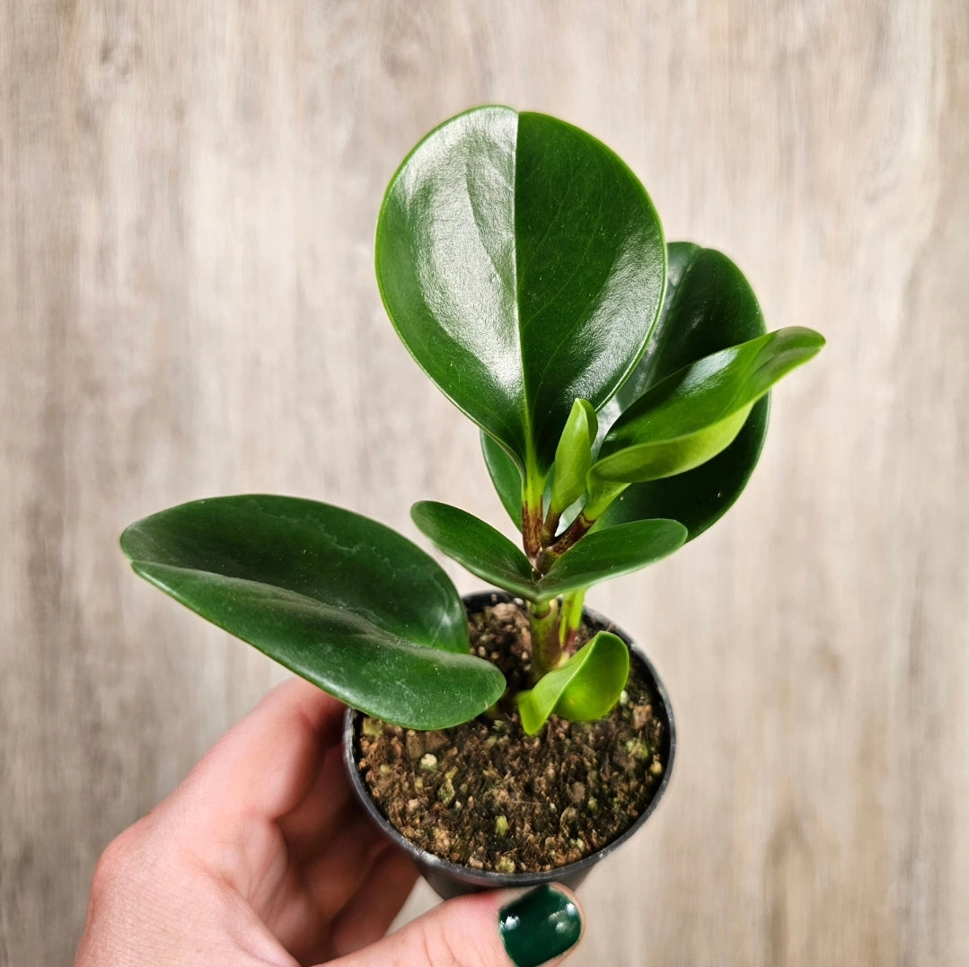 2" Peperomia Obtusifolia