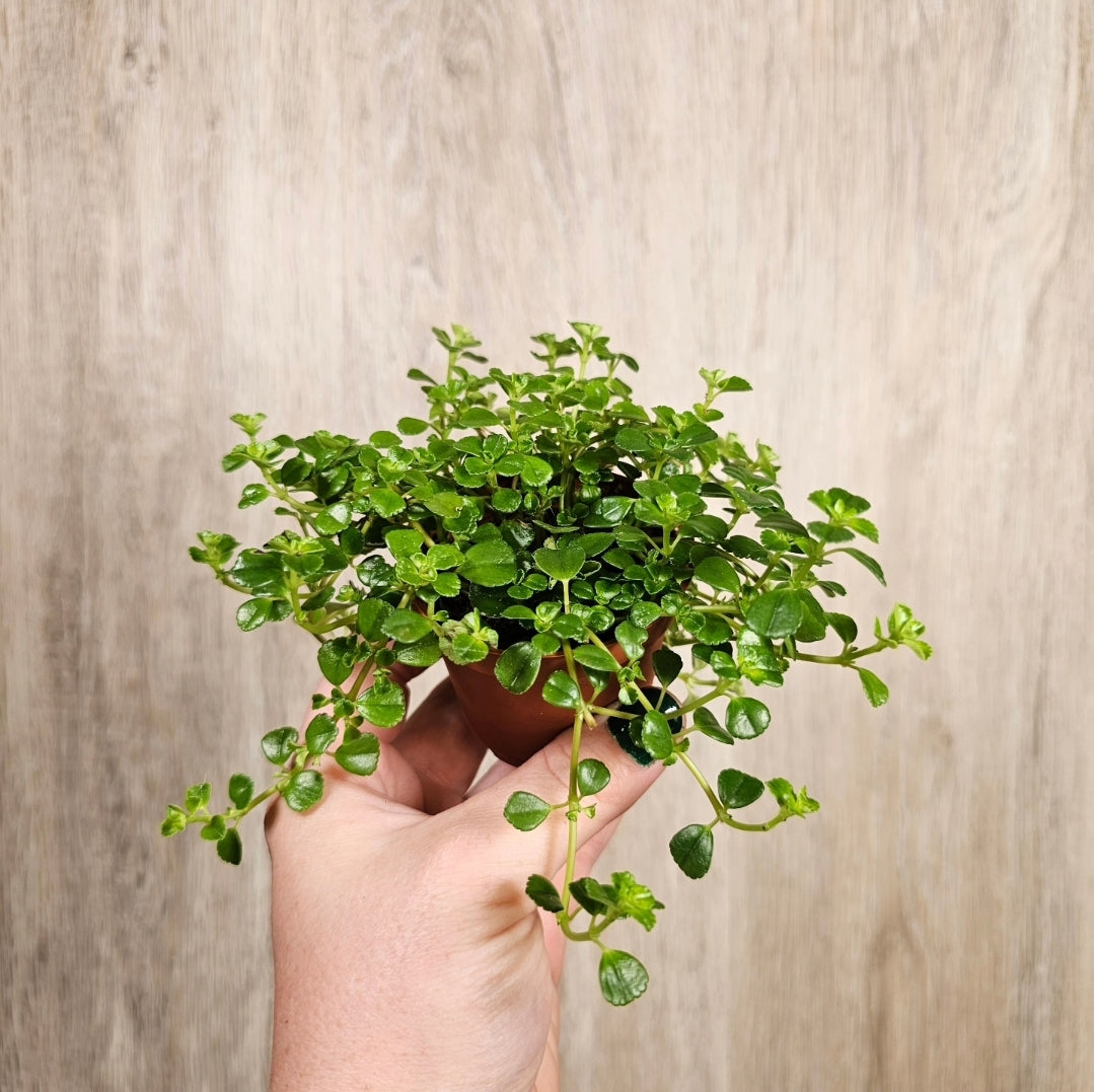 2" Pilea Baby Tears