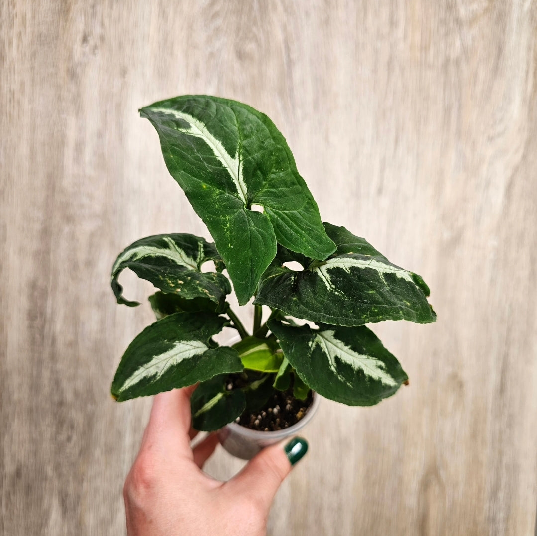 2" Syngonium Wendlandii