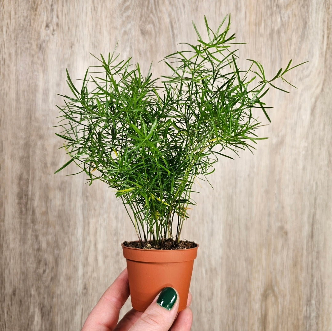2" Asparagus Fuzzy Fern