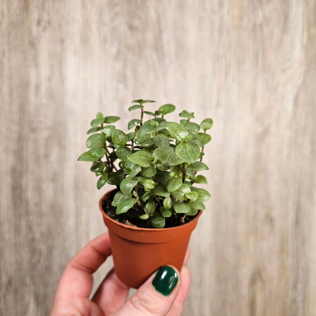 2" Callisia Repens Turtle Vine