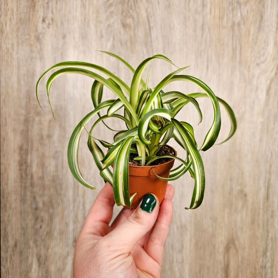 2" Curly Spider Plant