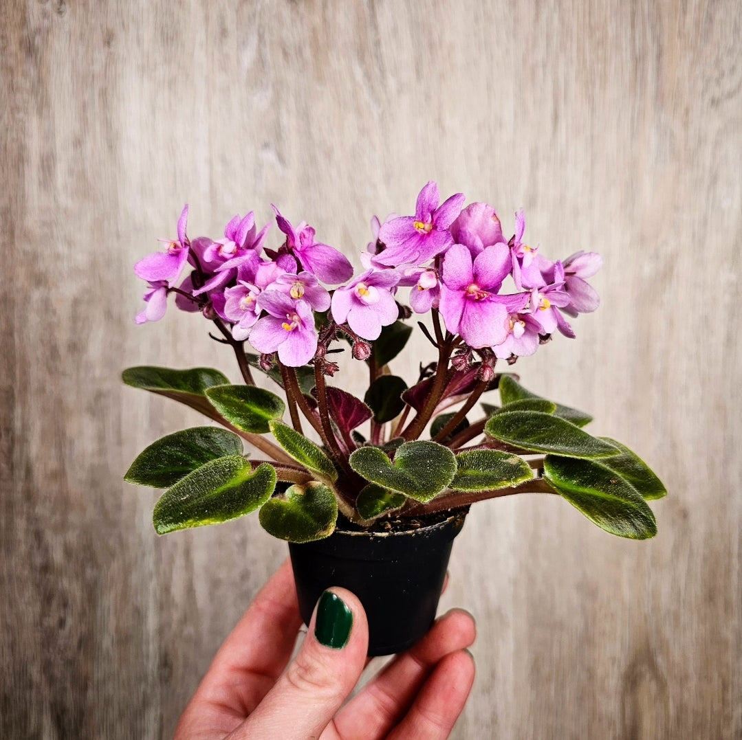 2" African Violet - Dark Pink