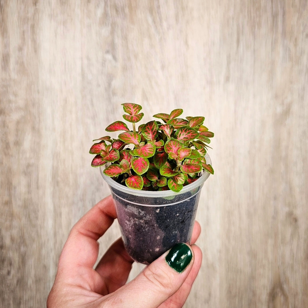 2" Fittonia Forest Flame