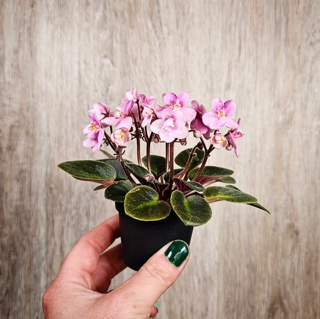 2" African Violet - Light Pink