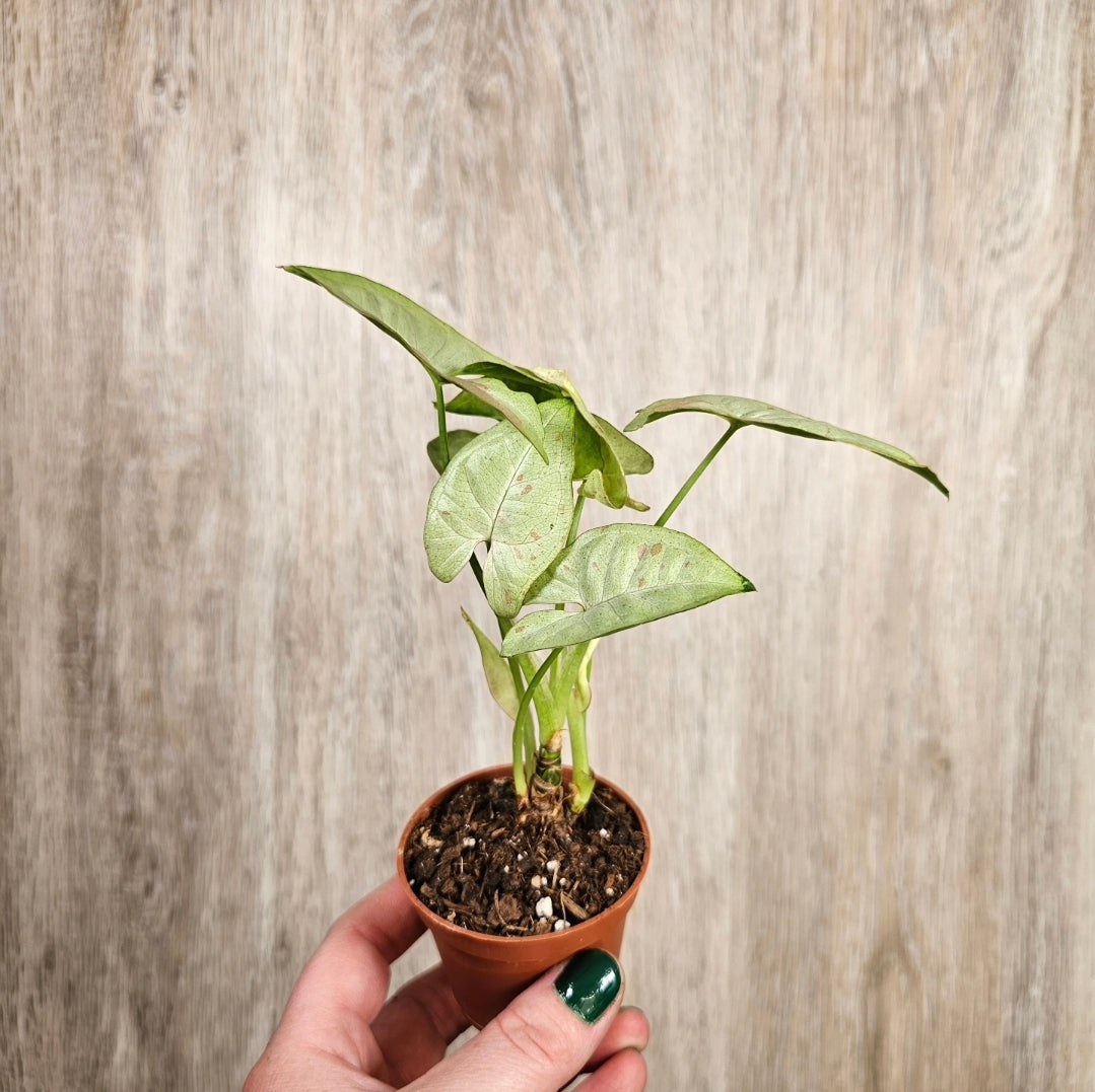 2" Syngonium Milk Confetti
