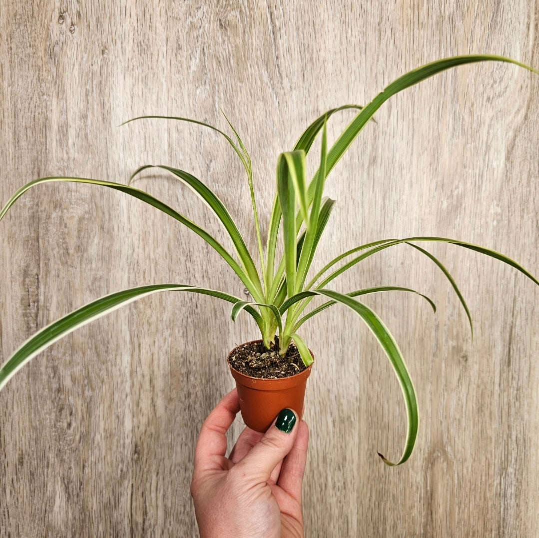 2" Spider Plant
