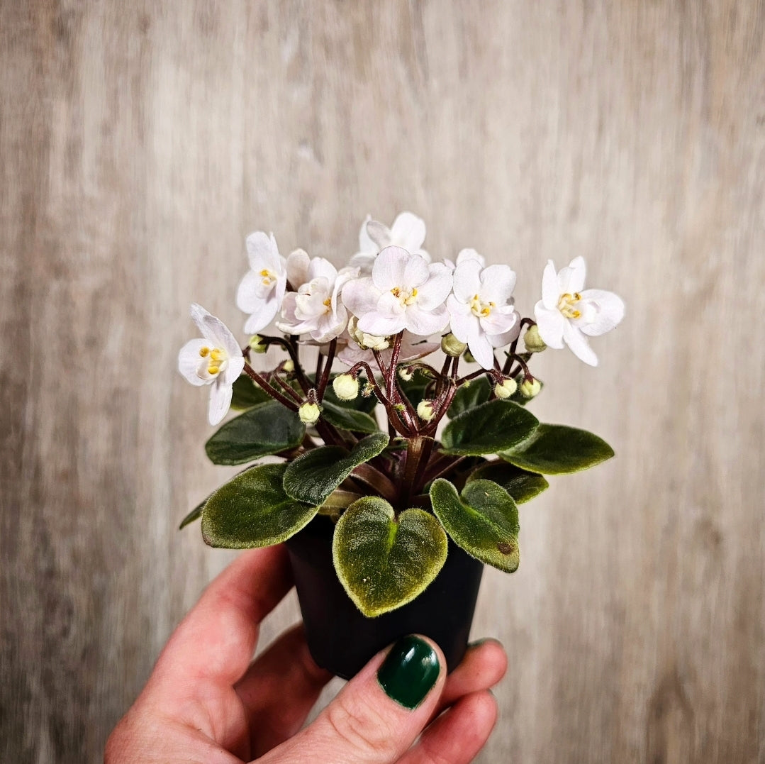 2" African Violet - White