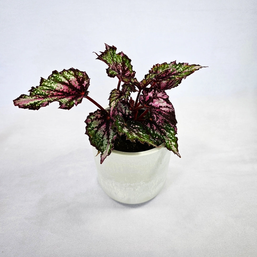 Rex Begonia - 4"