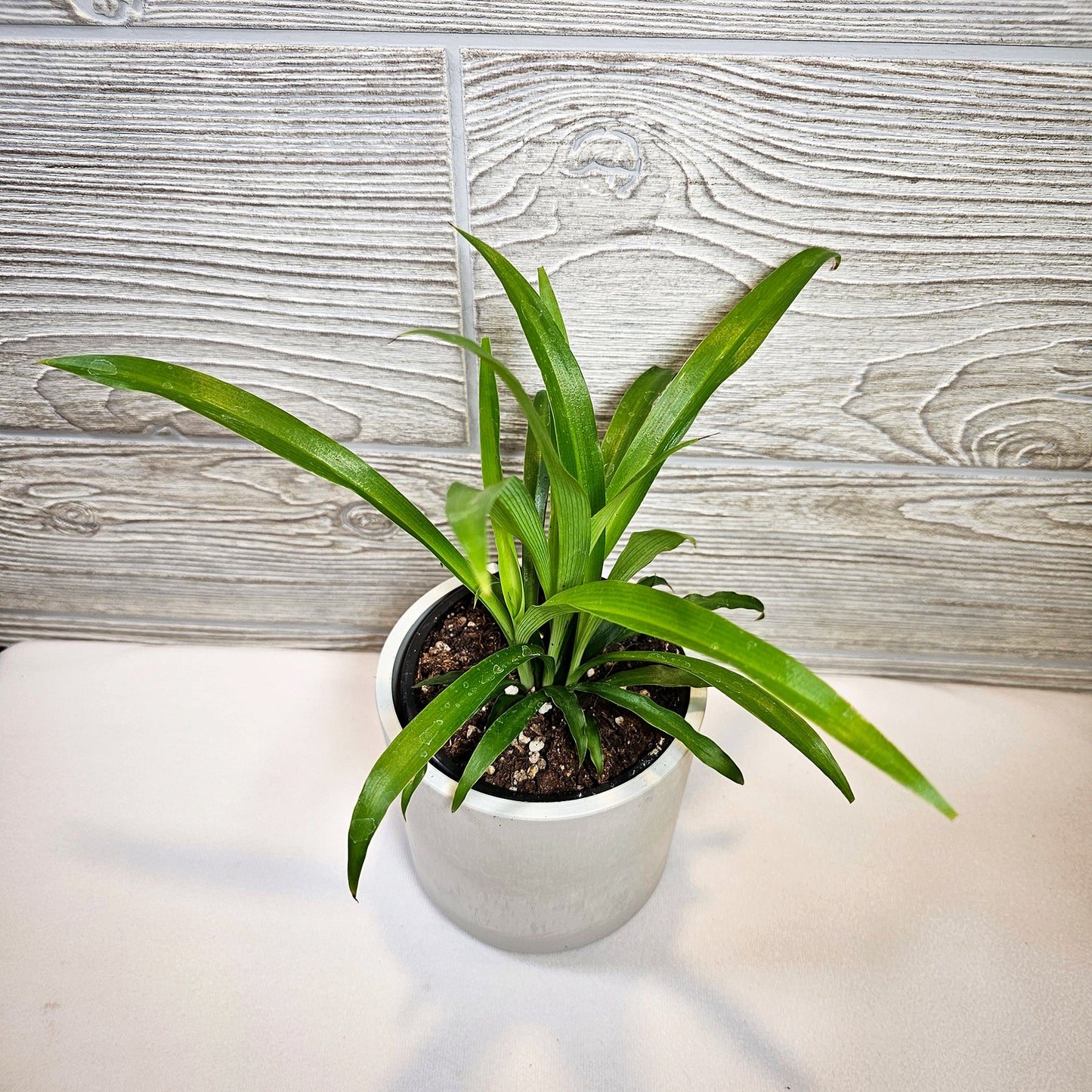 Green Spider Plant 4"
