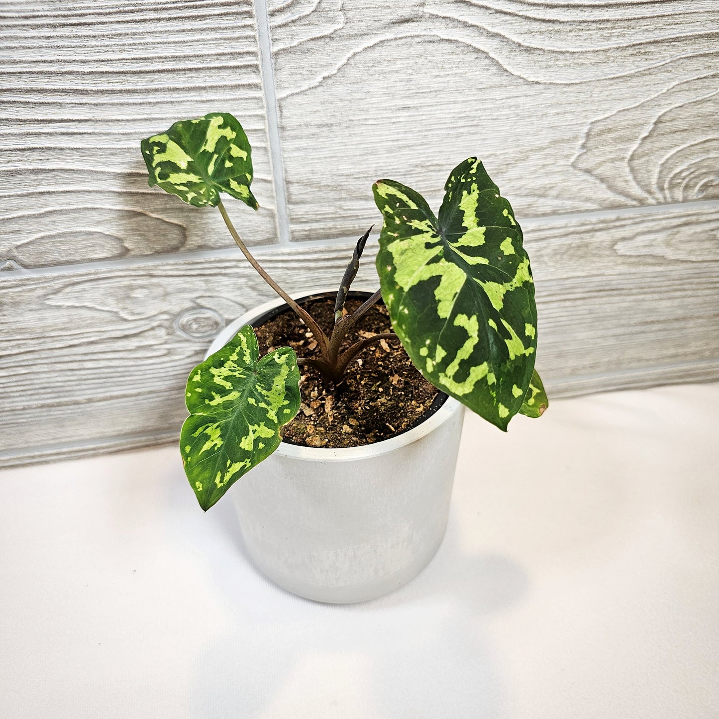 Alocasia Hilo Beauty 4"
