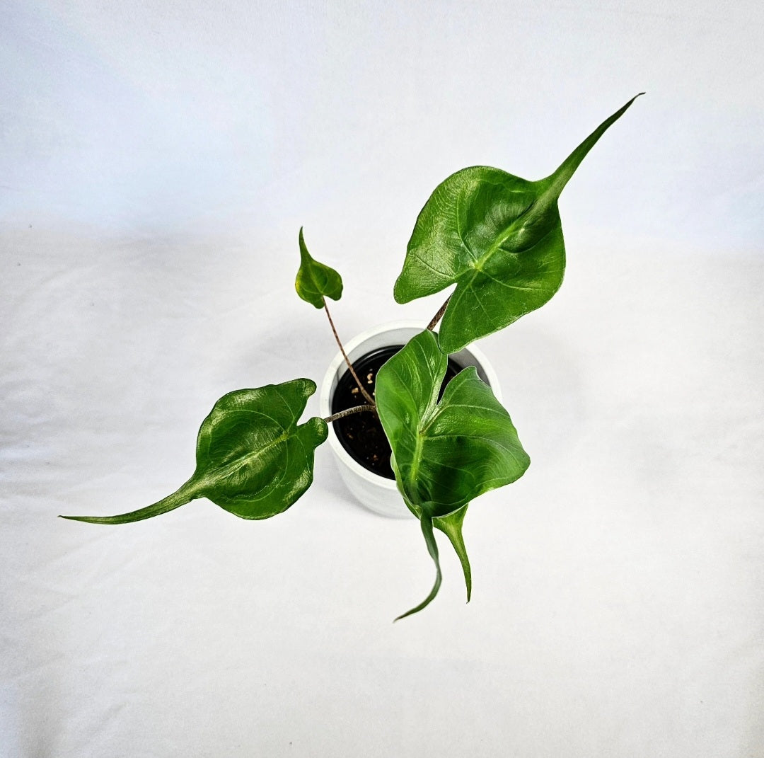 Alocasia Stingray 4"