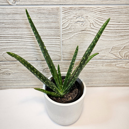 Aloe Vera 4"