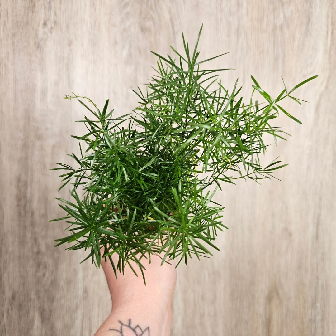 2" Asparagus Fuzzy Fern