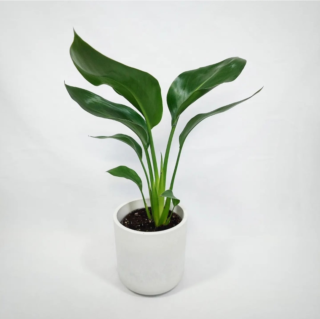 Birds of Paradise 4"