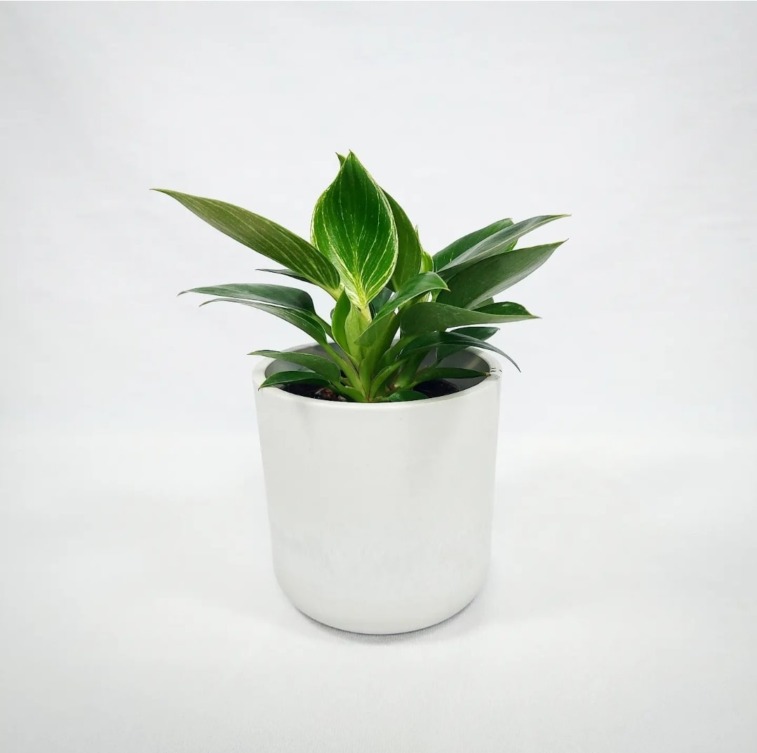 Philodendron Birkin 4"