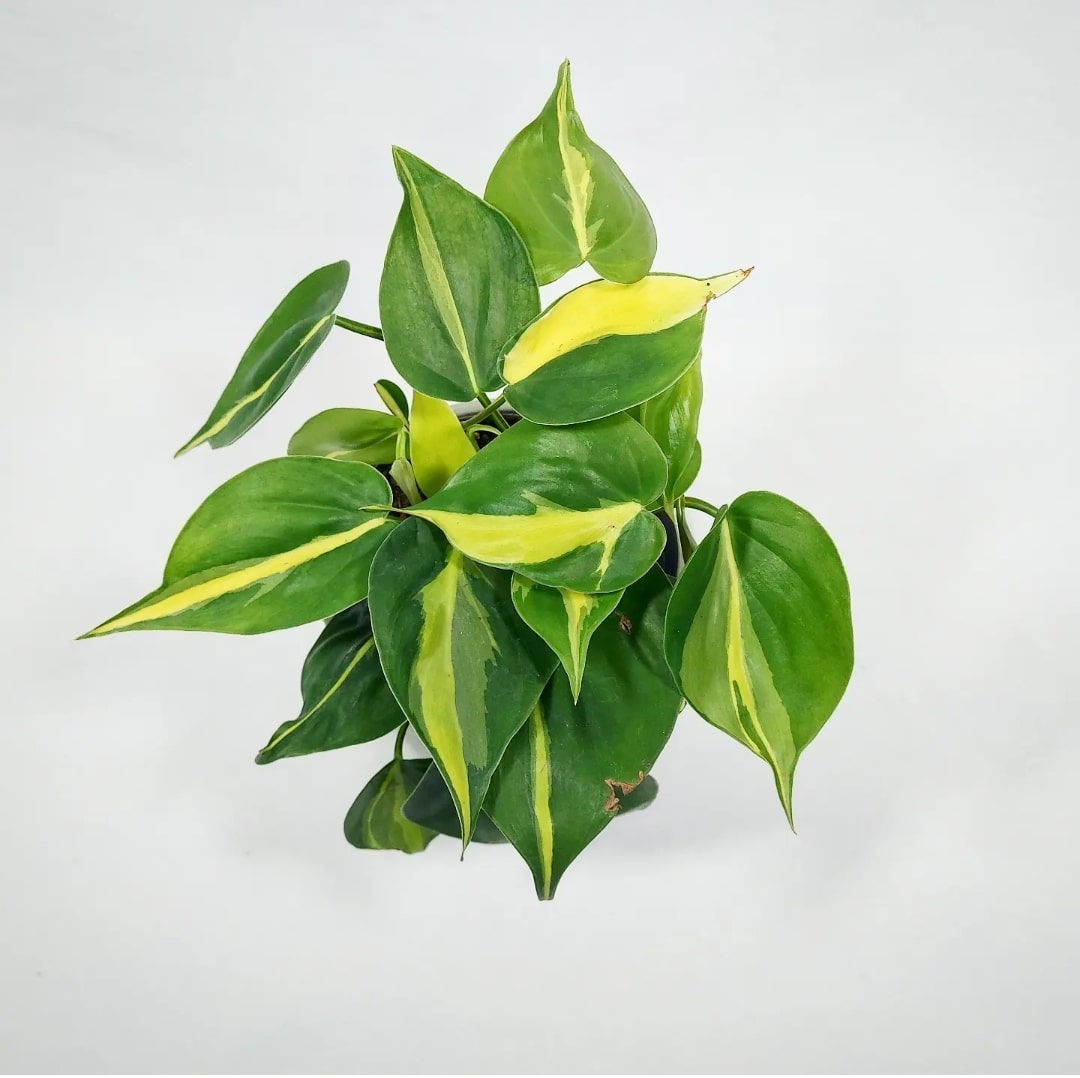 Philodendron Brasil 4"
