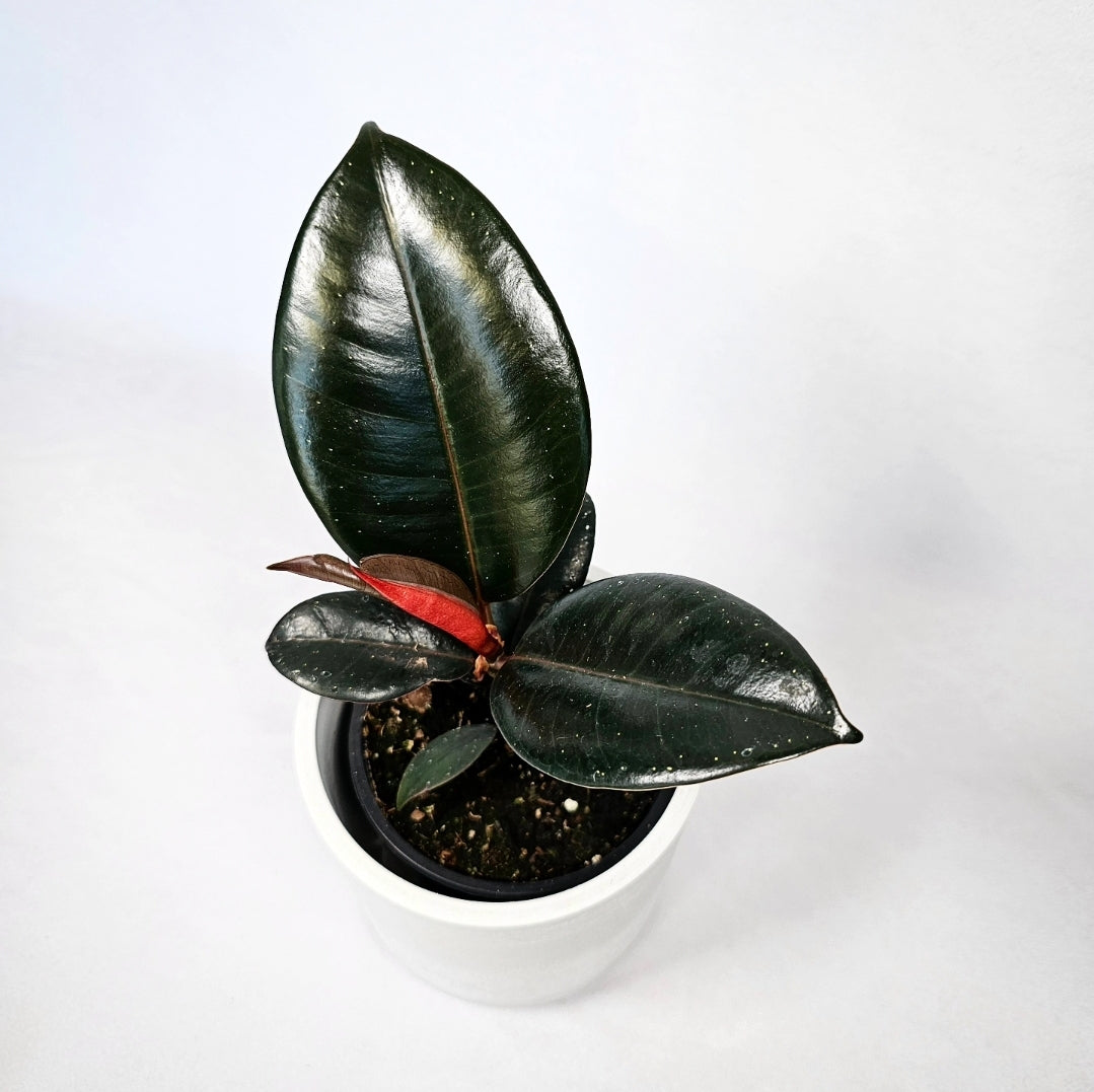 Ficus Burgundy 4"