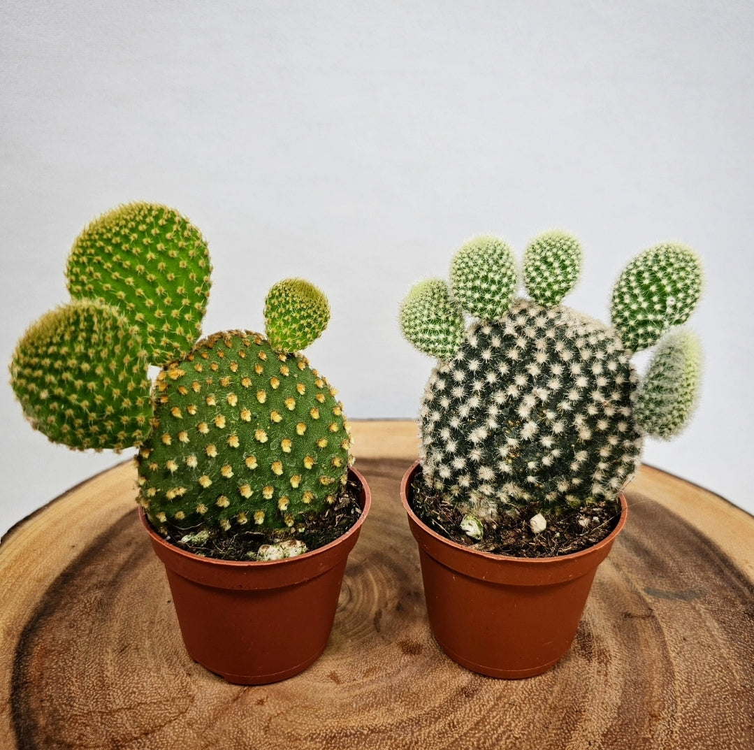 Cactus Opuntia 2"
