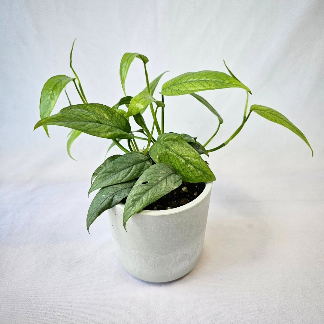 cebu blue pothos for sale canada Cebu Blue Pothos 4" – Aurorea Inc