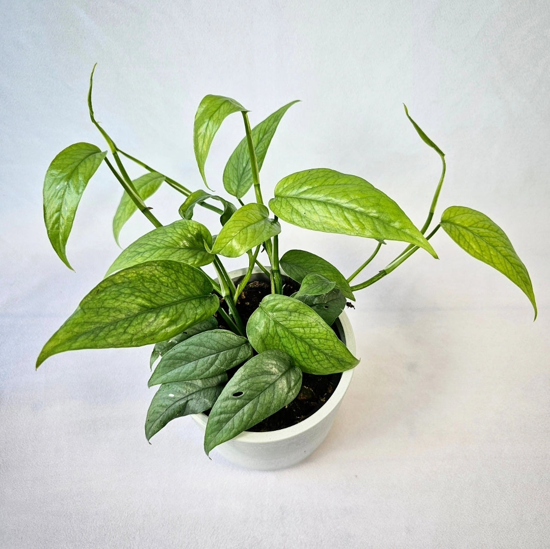 Cebu Blue Pothos 4"