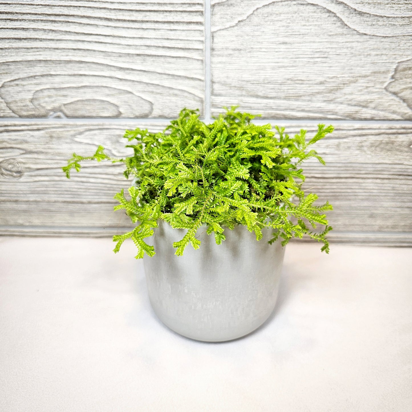 Club Moss Golden 4"
