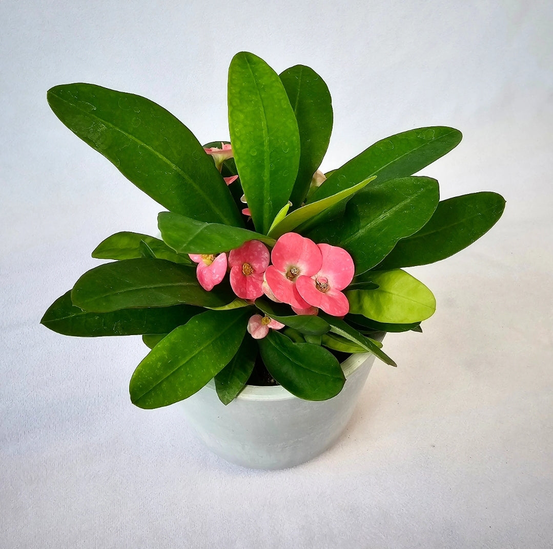 Crown Of Thorns 4"