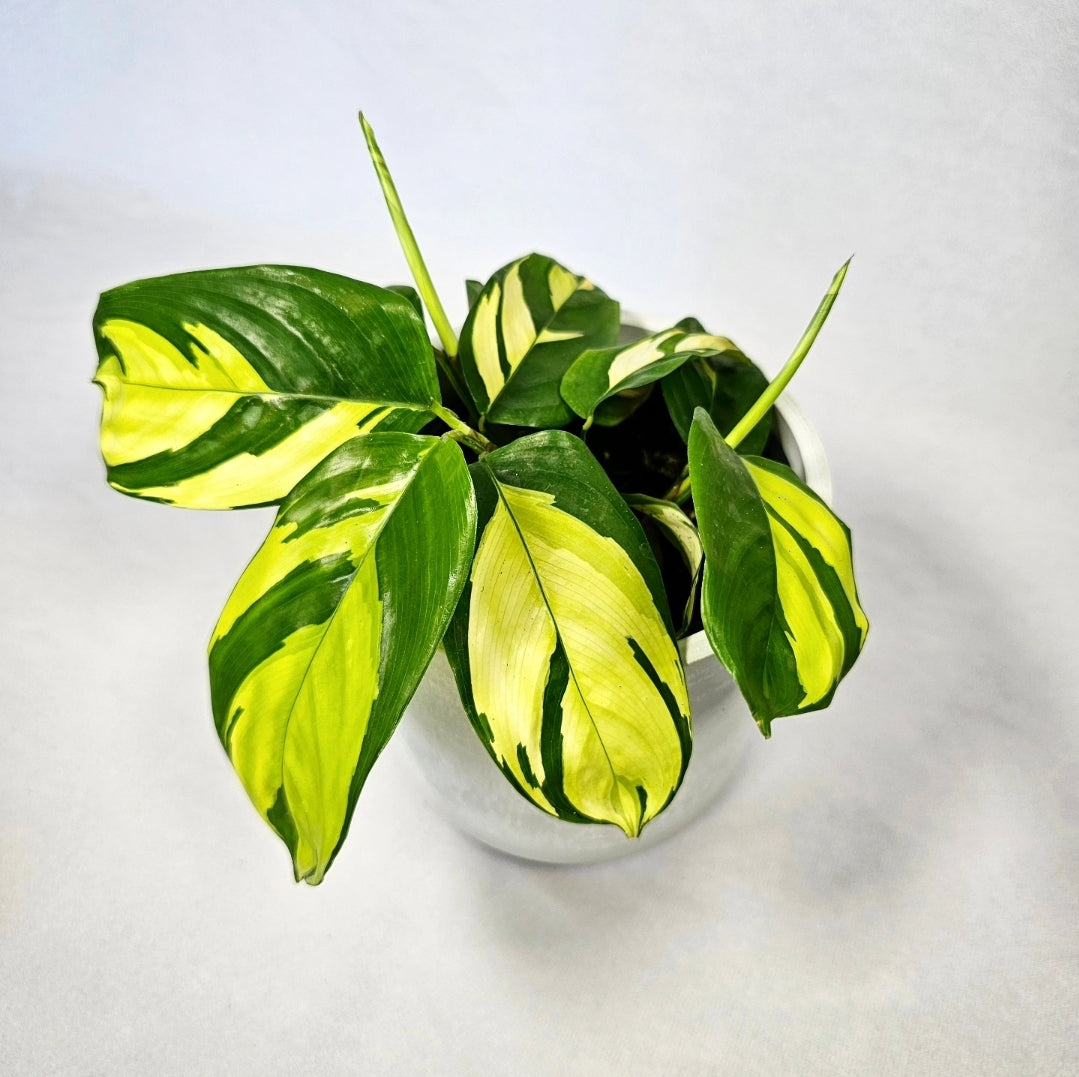 Ctenanthe Lubbersiana 4"
