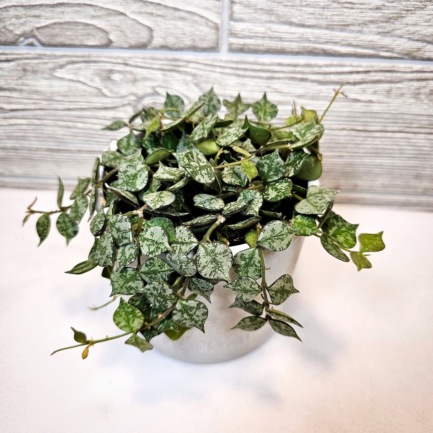 Hoya Curtisii 4"