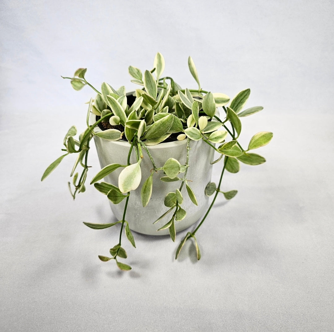 white diamond succulent Dischidia White Diamond 4" | Aurorea Inc