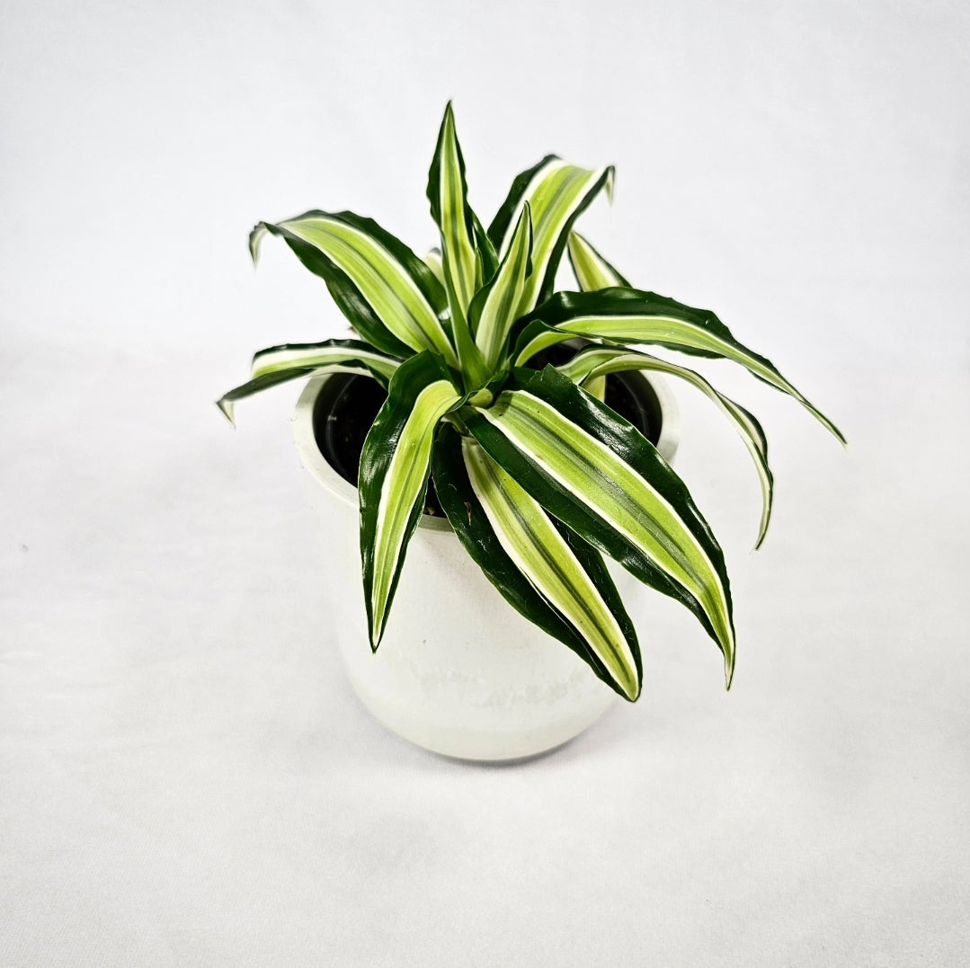 dracaena deremensis malaika Dracaena Malaika 4" – Aurorea Inc