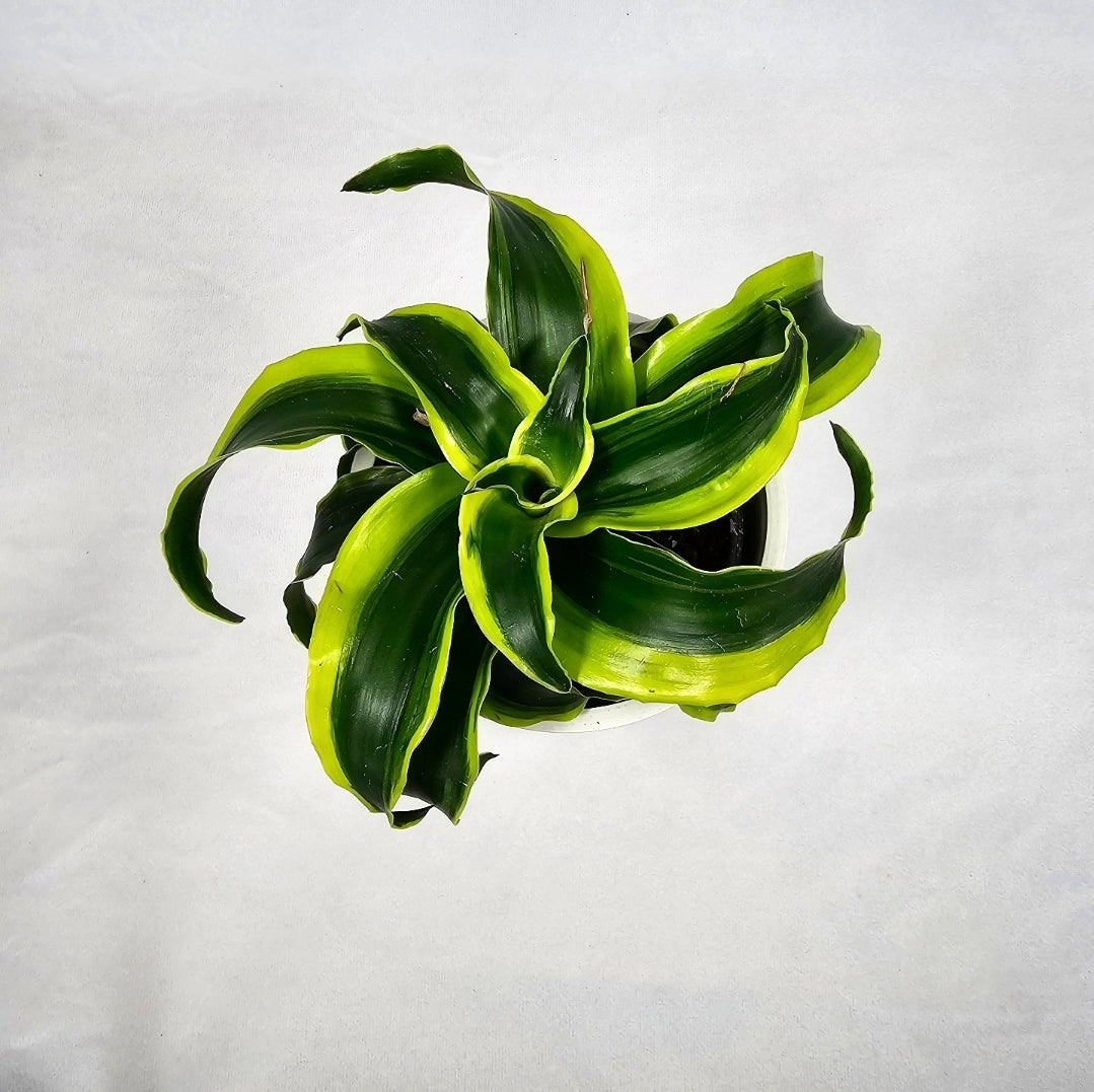 Dracaena Tornado twist 4"
