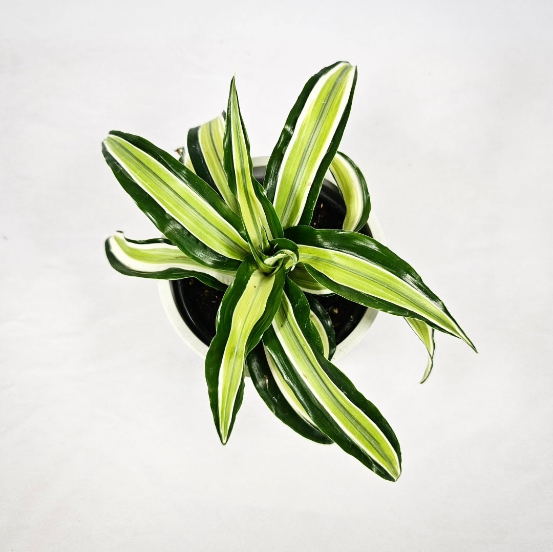 Dracaena Malaika 4"