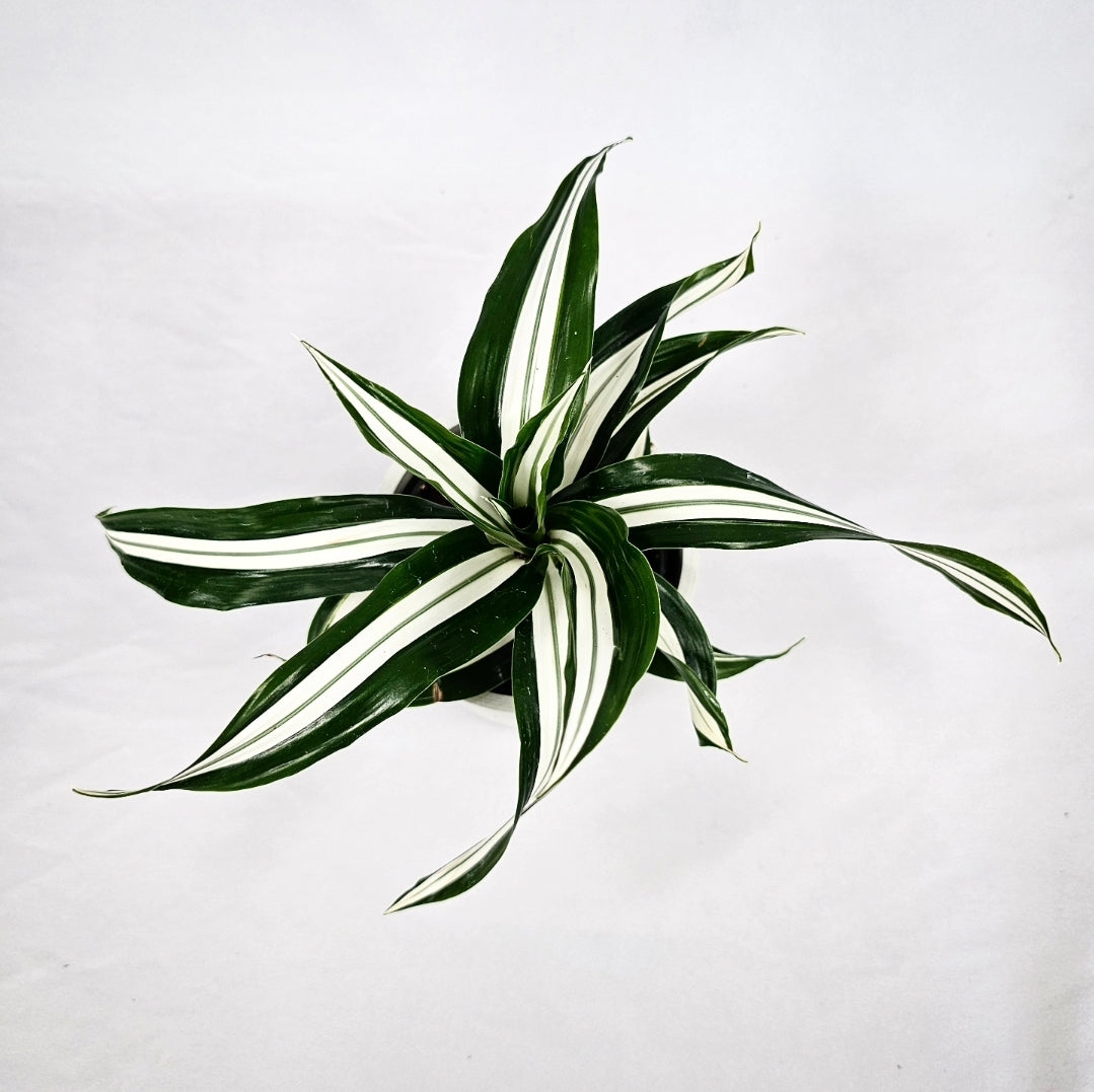 Dracaena White Stripe 4"