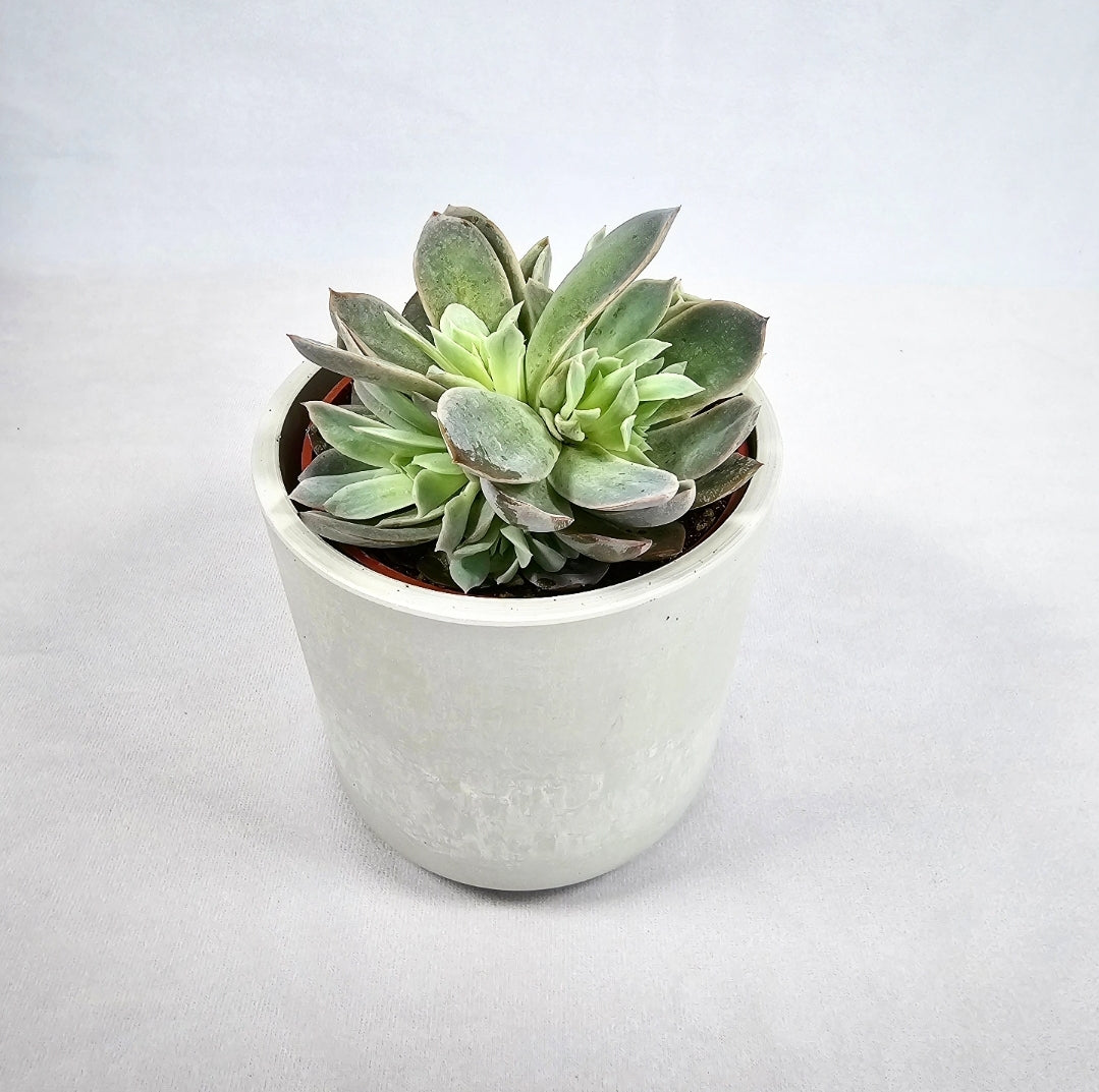 Echeveria Spark 4"