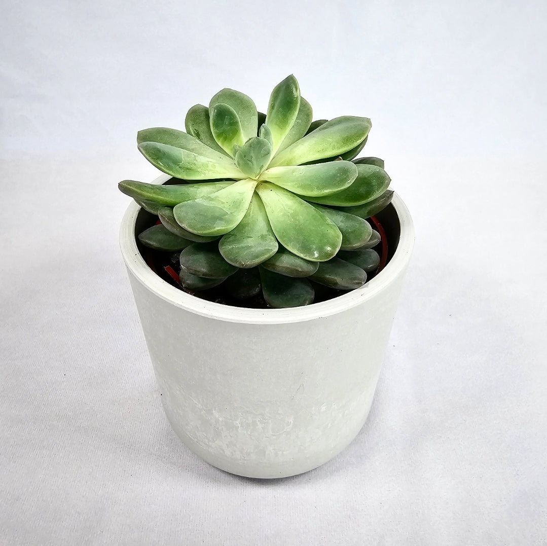 Echeveria 4"