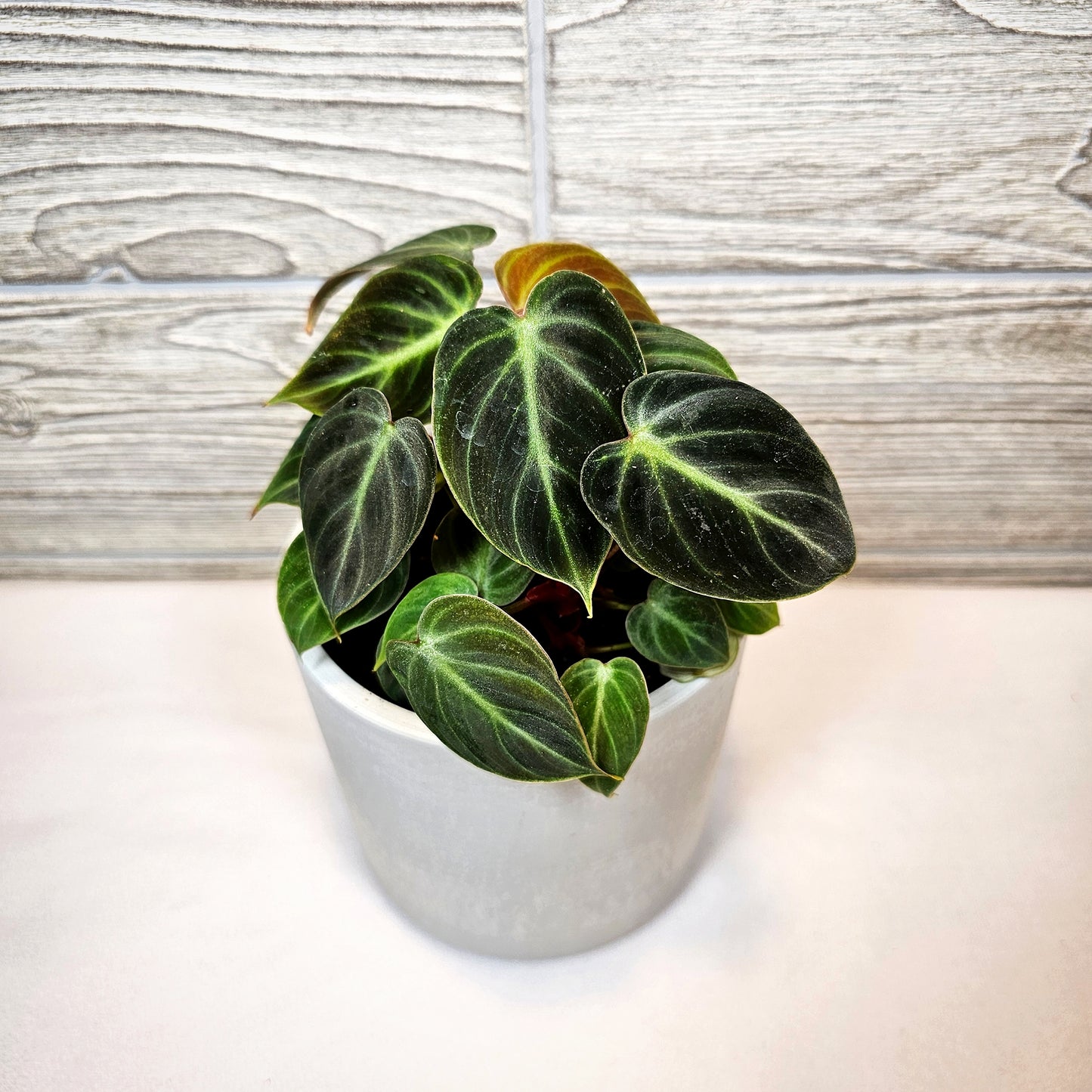 Philodendron El Choco Red 4"
