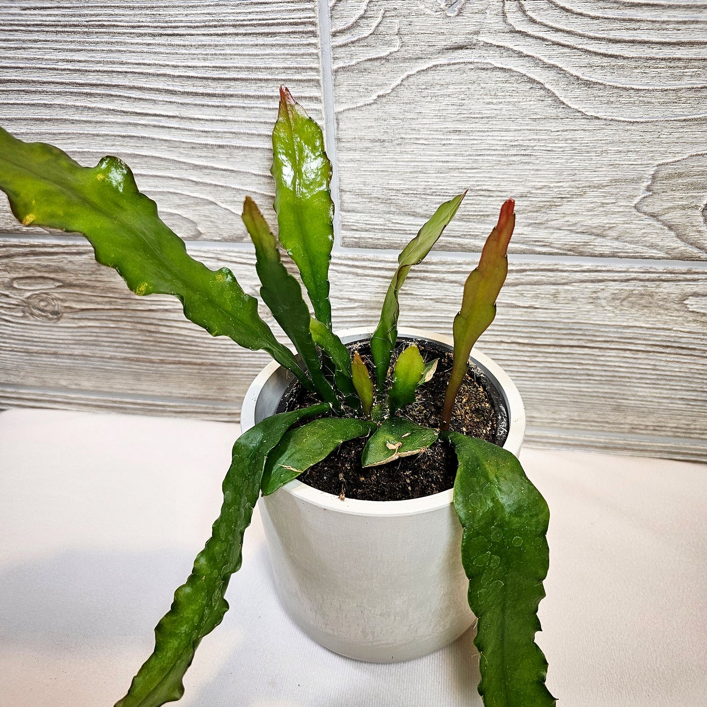 Epiphyllum Fishbone Fire 4"