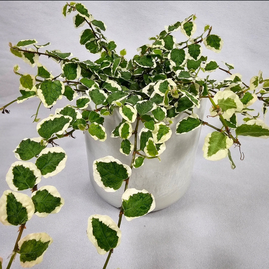 Ficus Pumila Variegated 4"