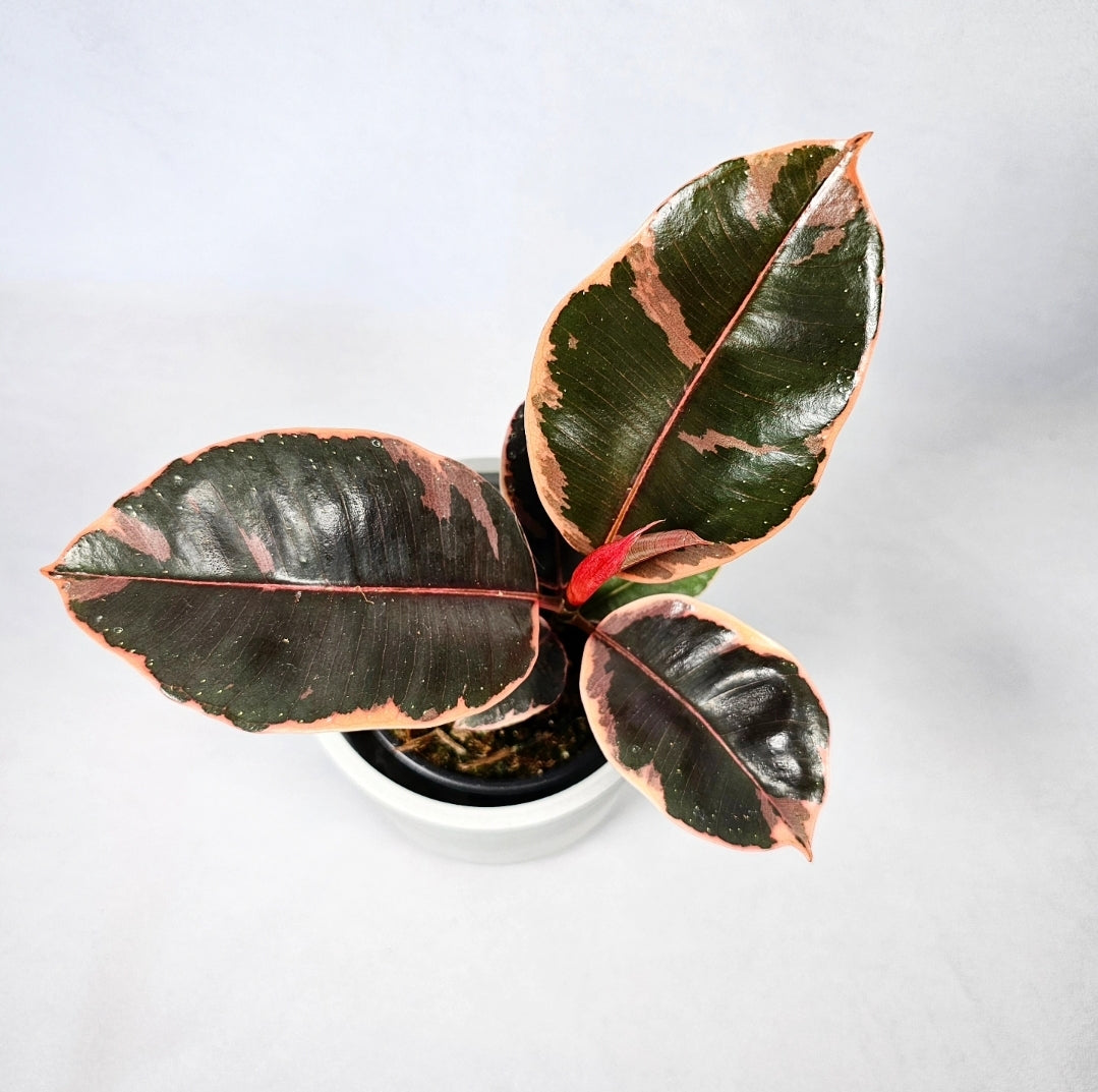 Ficus Ruby 4"