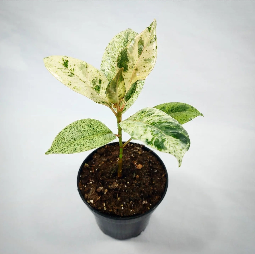 Ficus Shivereana Moonshine 4"
