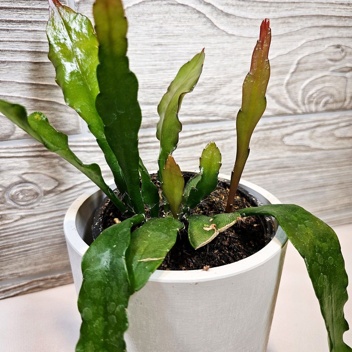 Epiphyllum Fishbone Fire 4"