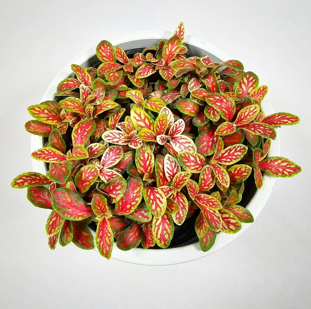 Fittonia Forest Flame 4"