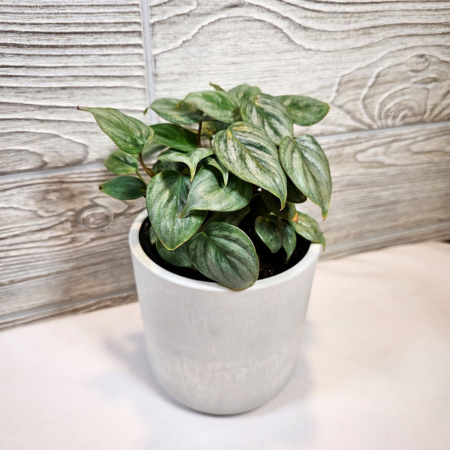 Philodendron Sodiroi Giant Silver 4"