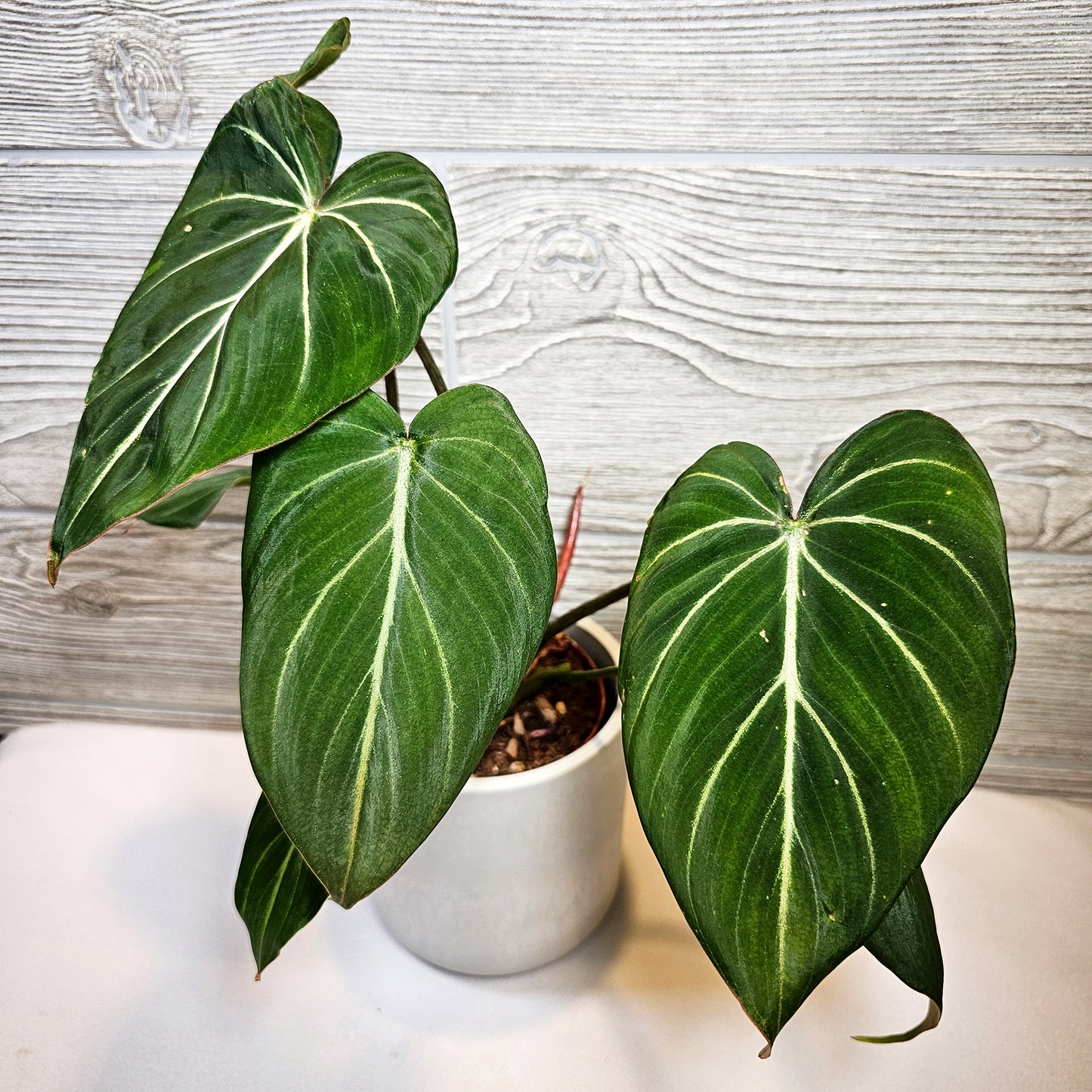Philodendron Gloriosum 4"