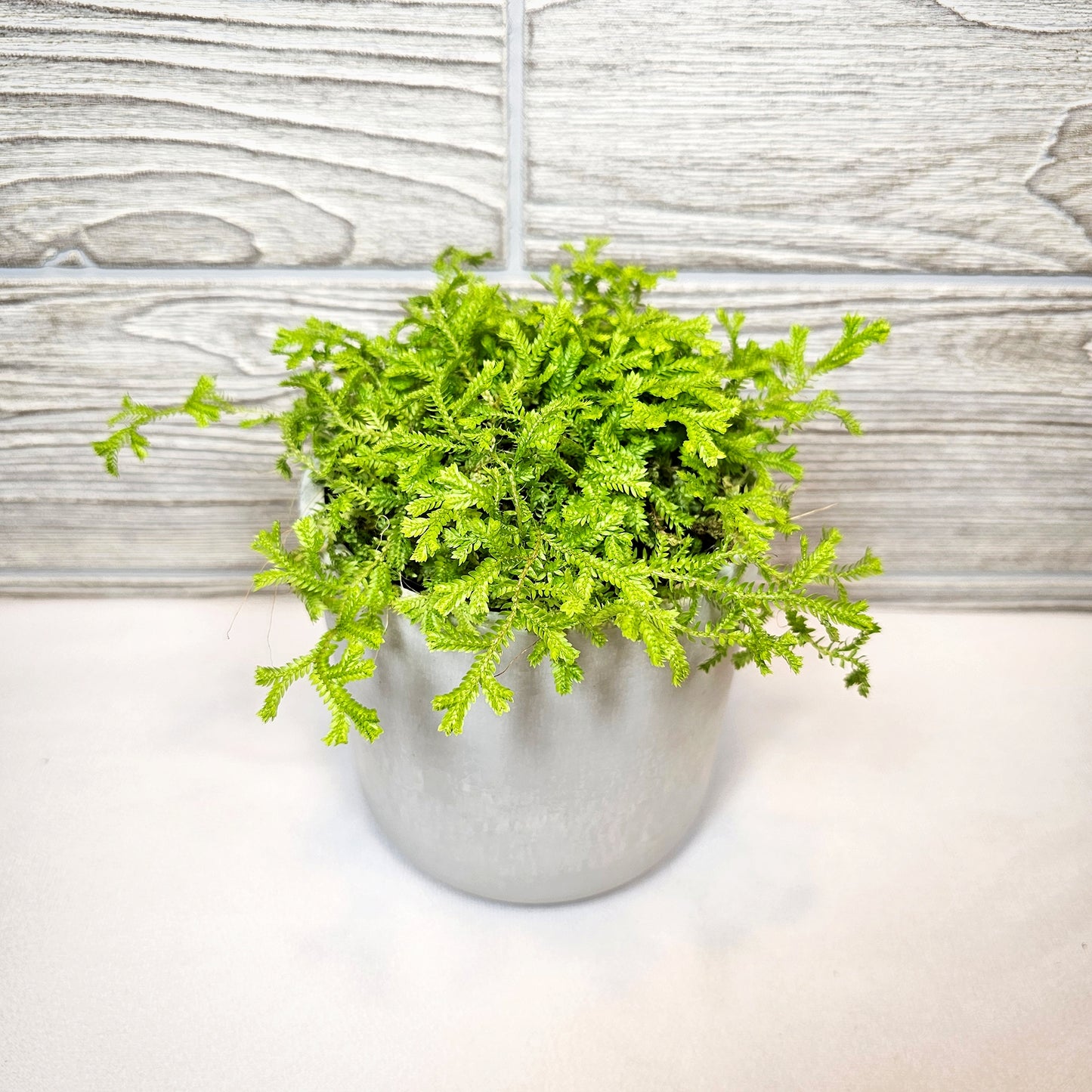 Club Moss Golden 4"