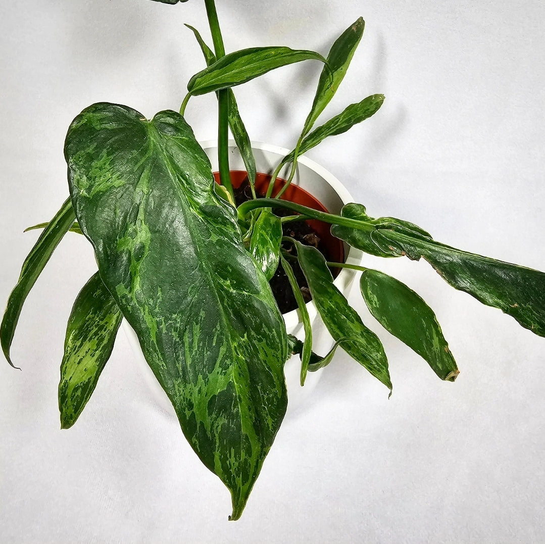 Philodendron Golden Dragon 4"