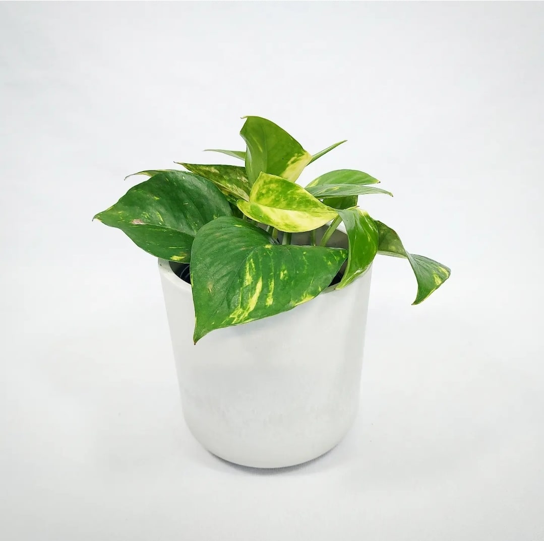 Golden Pothos 4"